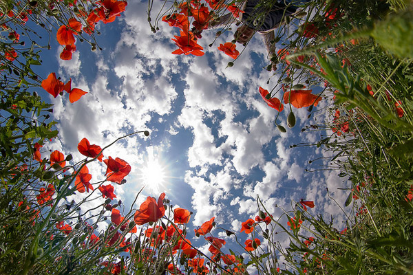 fisheye