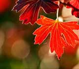 Inspirierende Herbst Fotos