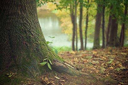 herbstfoto original